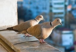 EURASIAN DOVES SOCAL