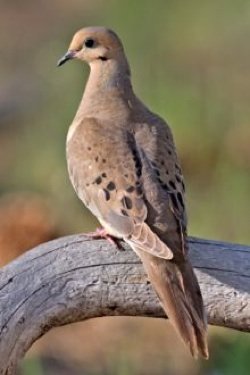 MOURNING DOVE