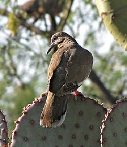 WHITE WINGED DOVE